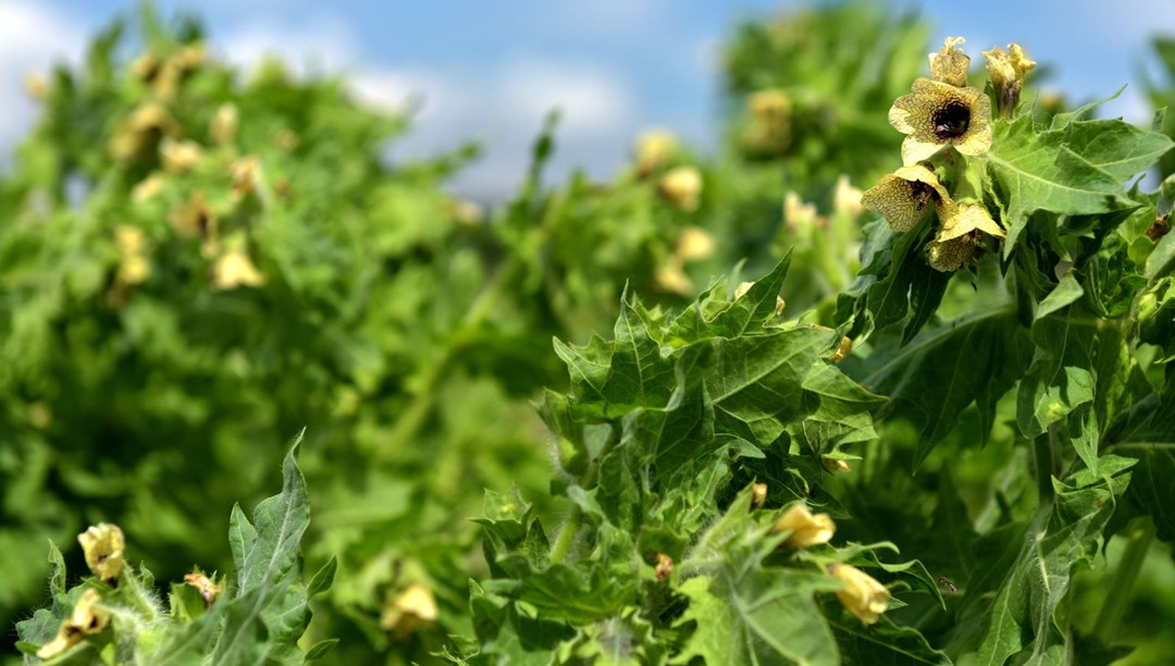 Güzel avrat otu nedir, nerelerde kullanılır? (Güzel avrat otunun faydaları ve zararları)